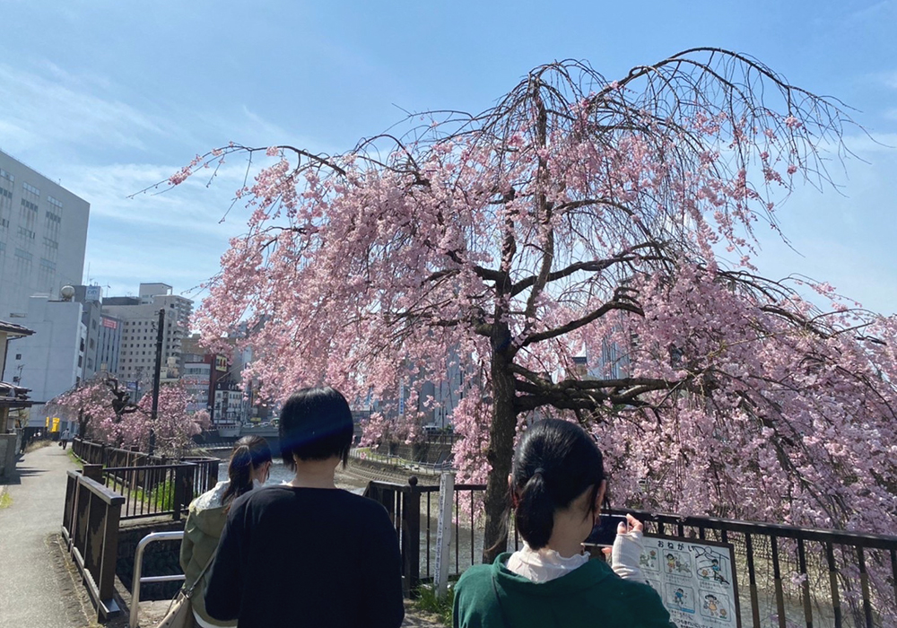 《体力向上プログラムでリフレッシュ》きれいな桜の風景を満喫しながらウォーキングをしました！・画像